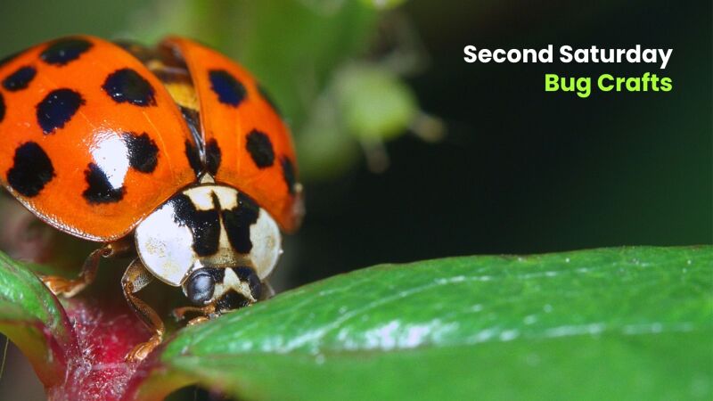 Close-up of a ladybug on a green leaf with event text “Second Saturday Bug Crafts.”
